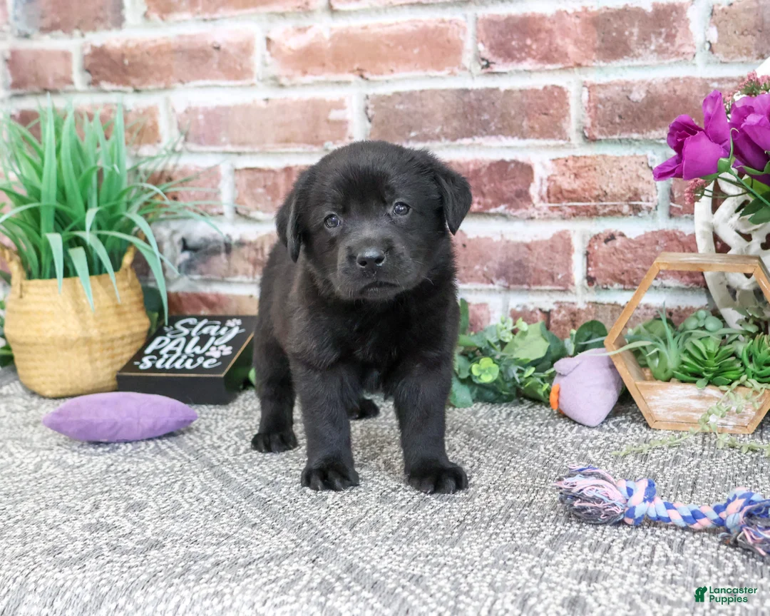 Labrador Retriever dogs for sale: Estelle - Ad 2