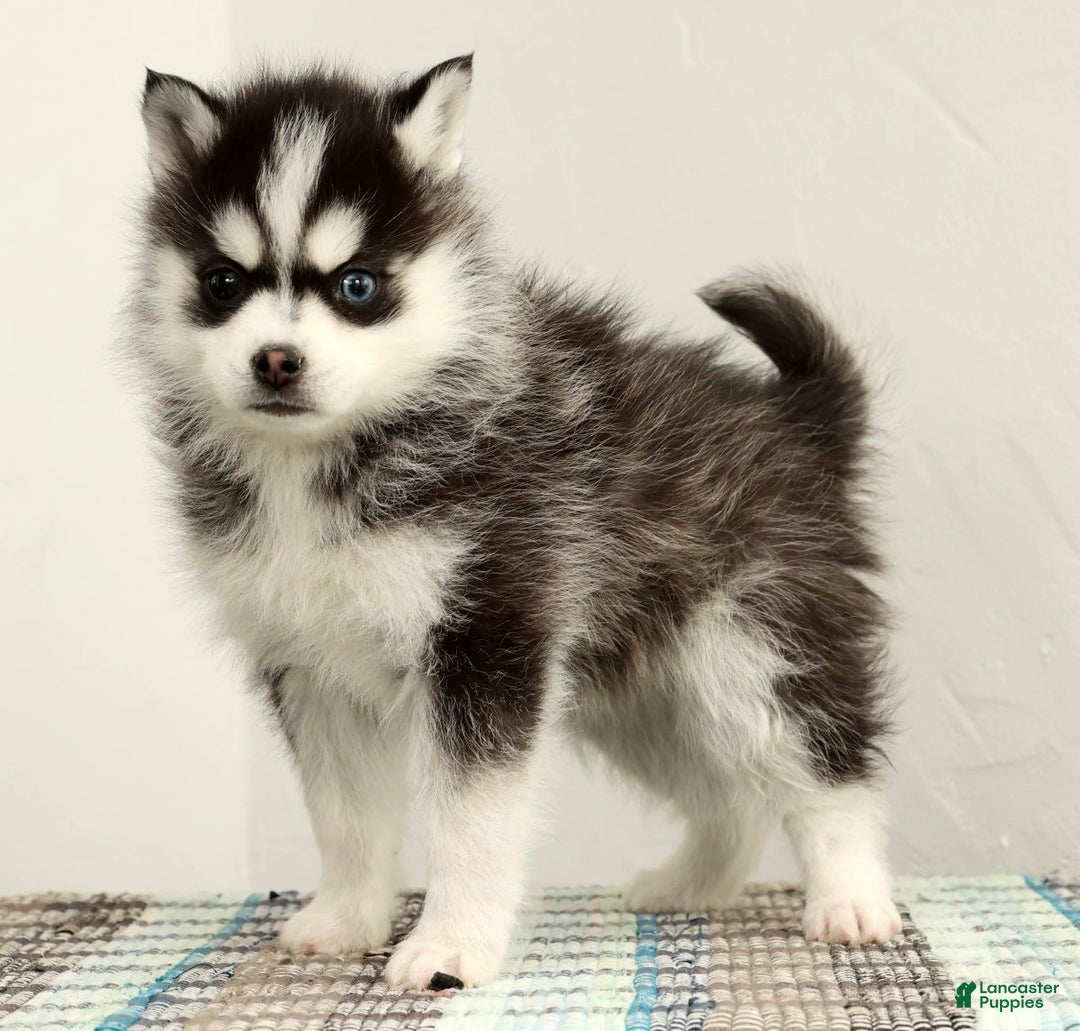 Pomsky dogs for sale: Tucker - Ad 1