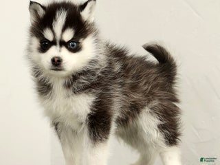 Pomsky dogs Tucker - Ad 1
