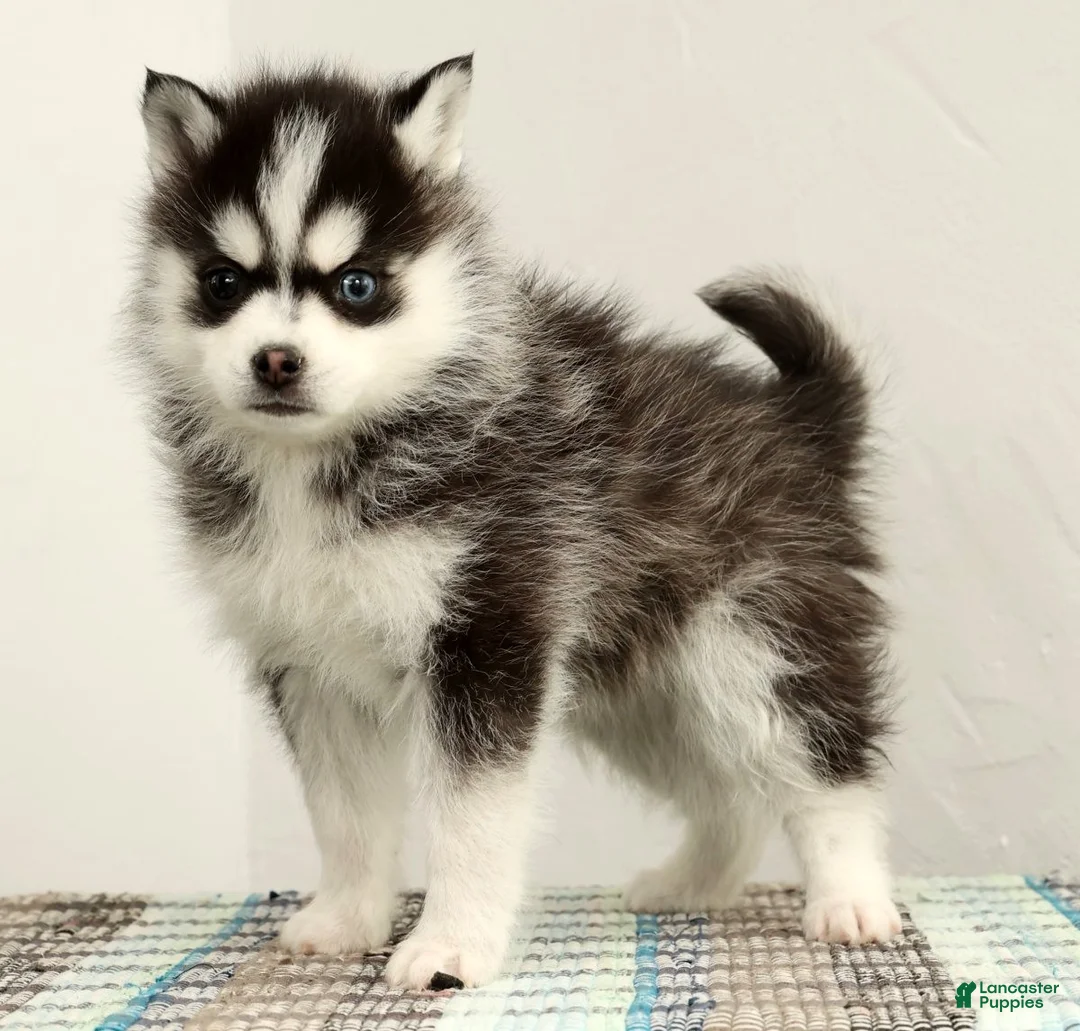 Pomsky dogs for sale: Tucker - Ad 3