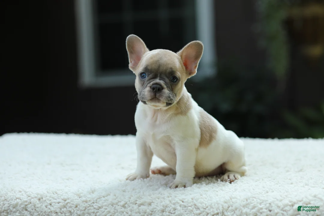 French Bulldog dogs for sale: Jade - Ad 1