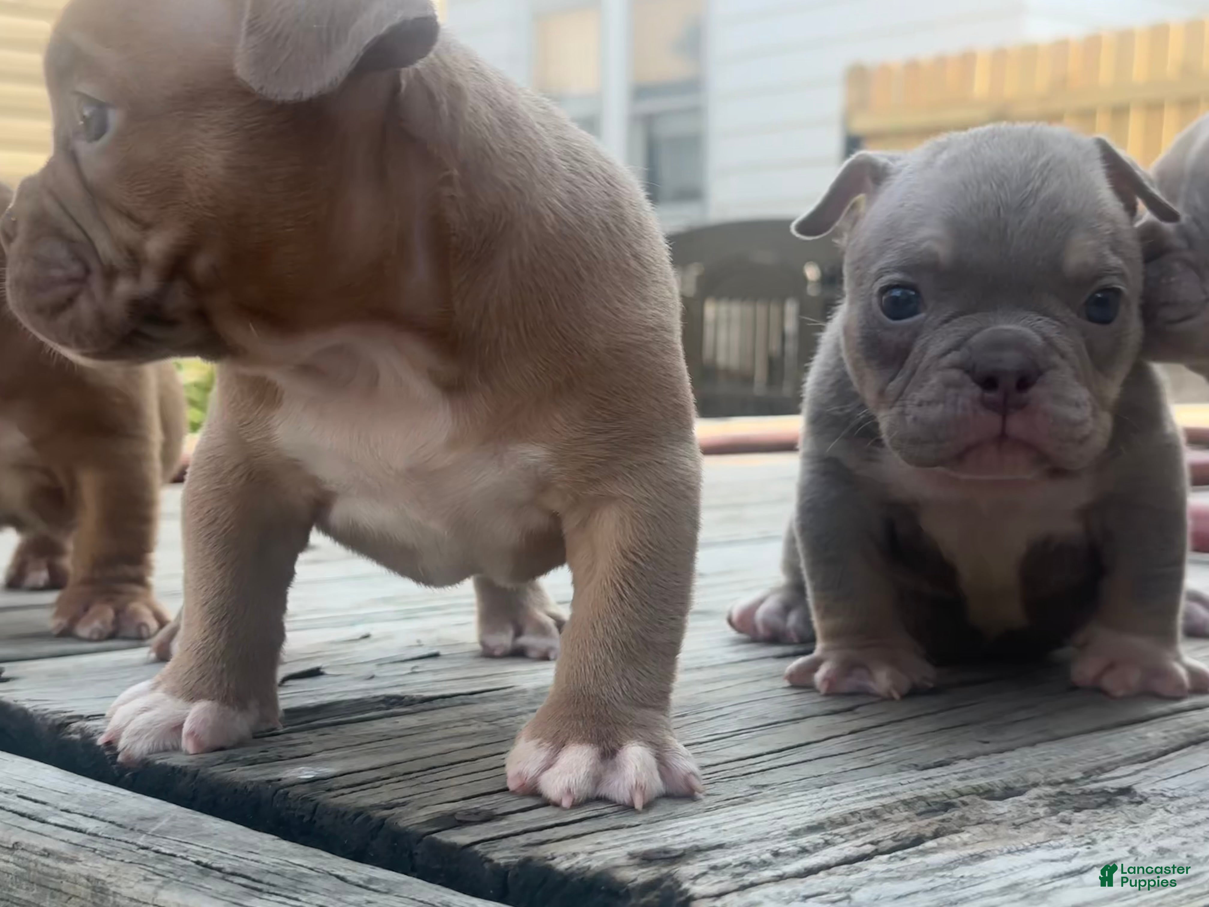 American Bully dogs Sapphire - Ad 2