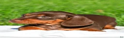 Dachshund dogs for sale: Daisy - Ad 6