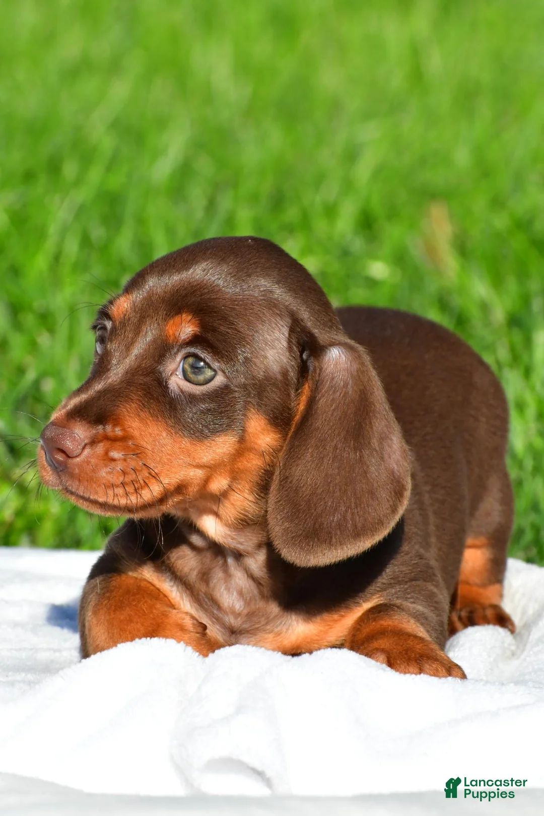 Dachshund dogs for sale: Daisy - Ad 6