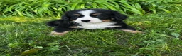 Bernese Mountain Dog dogs for sale: Roxy - Ad 2
