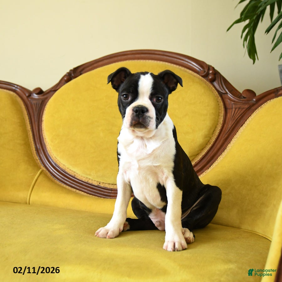 Boston Terrier dogs Jingles - Ad 2