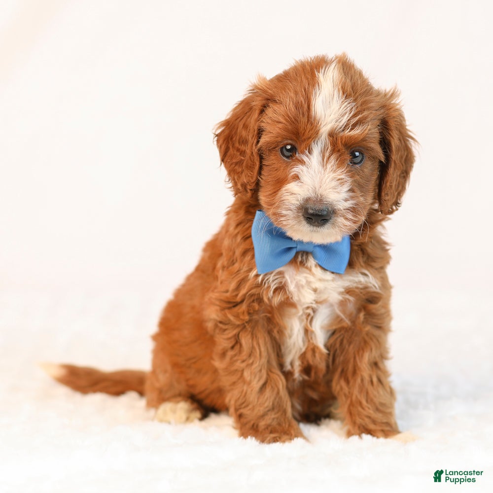 Mini Goldendoodle dogs for sale: Koda - Ad 1