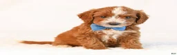 Mini Goldendoodle dogs for sale: Koda - Ad 1