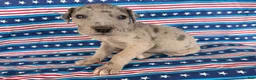 Great Dane dogs for sale: Pansy Great Dane  - Ad 6