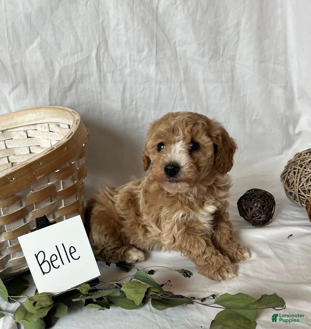 Maltipoo dogs for sale: Belle - Ad 4
