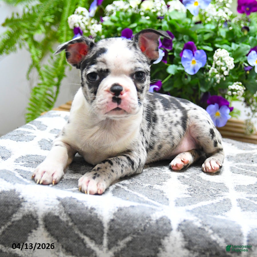 Boston Terrier dogs Kody - Ad 2