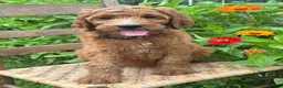 Irish Doodle dogs for sale: Maple - Ad 8