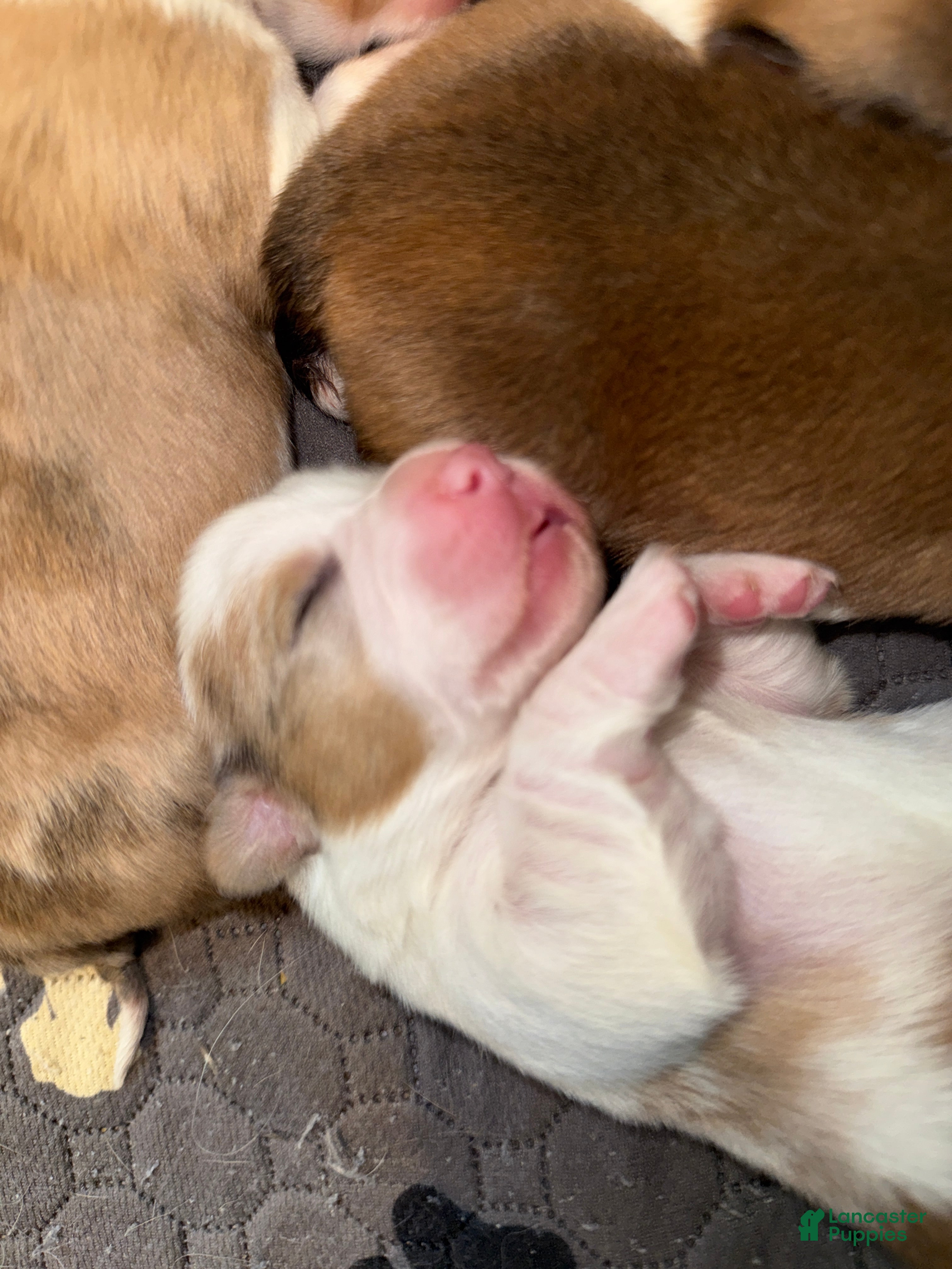 Welsh Corgi Pembroke dogs Welsh Corgi Pembroke Puppy 5 - Ad 7