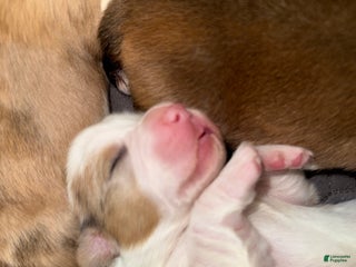 Welsh Corgi Pembroke dogs Welsh Corgi Pembroke Puppy 5 - Ad 15