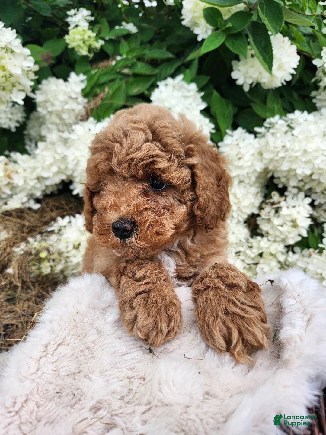Miniature Poodle dogs for sale: Jaxon  - Ad 1