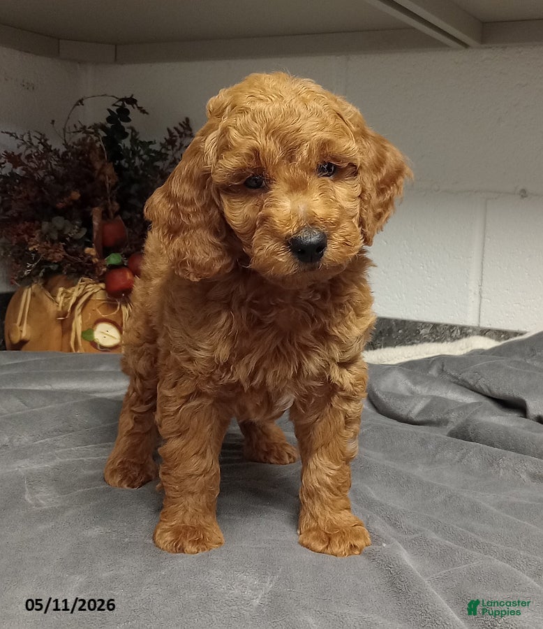 Mini Goldendoodle dogs Drake - Ad 26