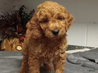 Mini Goldendoodle dogs Drake - Ad 26