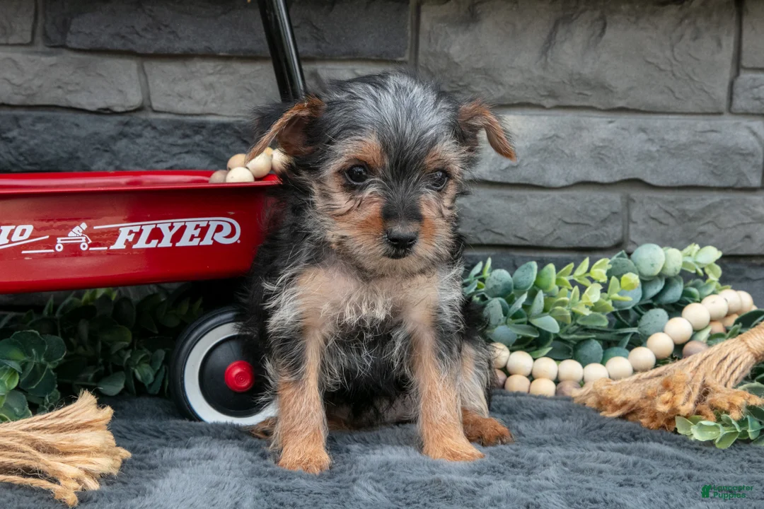 Yorkshire Terrier dogs for sale: Maria - Ad 3
