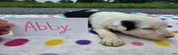 Sheepadoodle dogs for sale: Sheepadoodle 4 - Ad 1