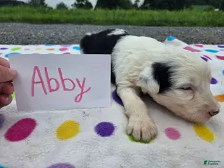 Sheepadoodle dogs Sheepadoodle 4 - Ad 10