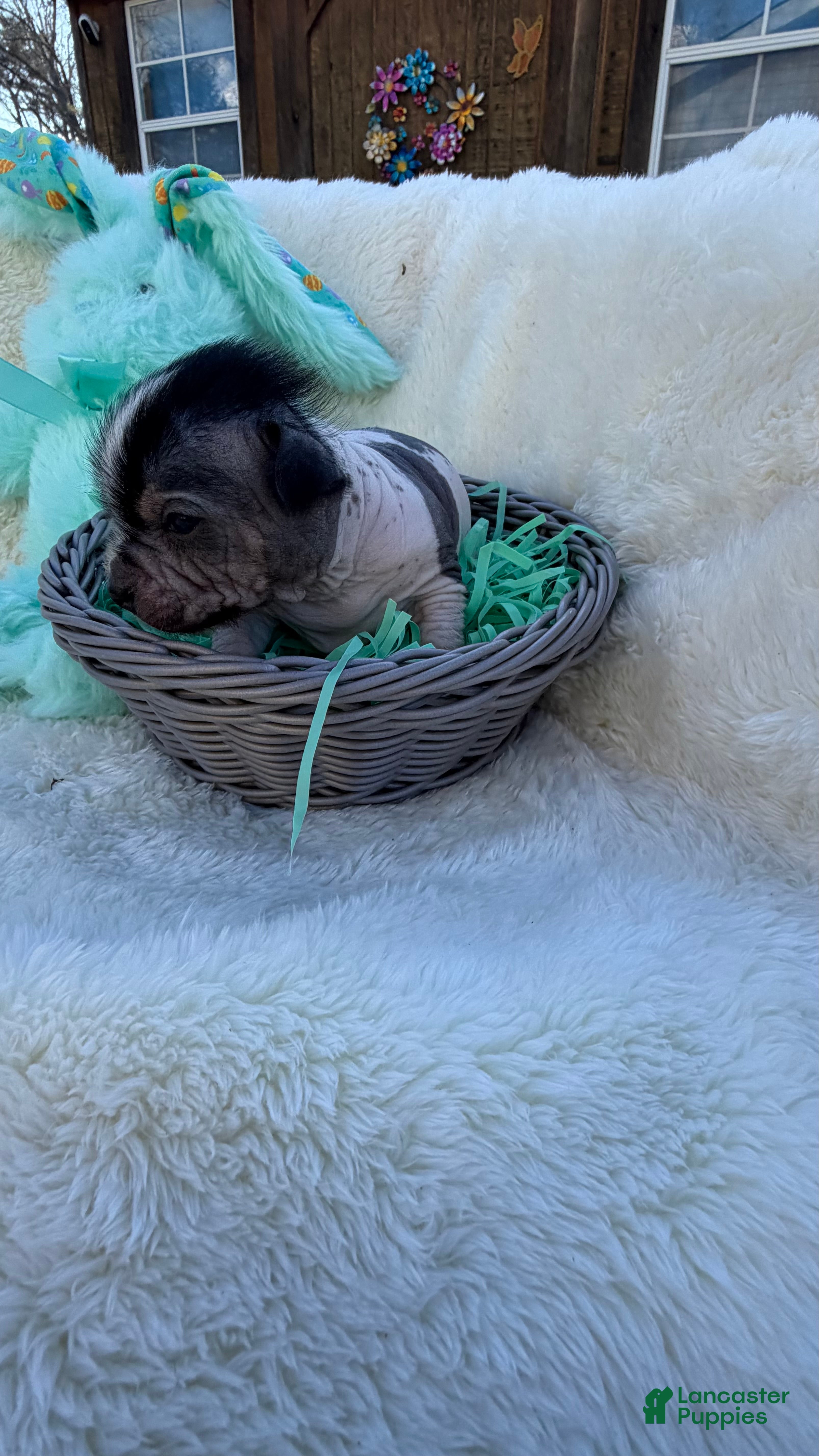 Mixed Breed dogs Mixed Breed Puppy 1 - Ad 19