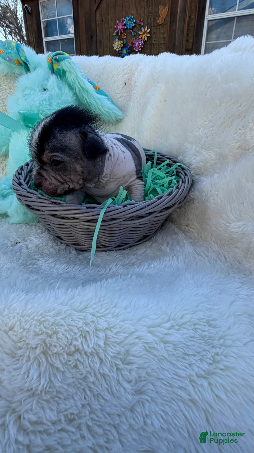 Mixed Breed dogs for sale: Mixed Breed Puppy 1 - Ad 1