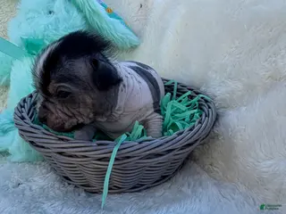 Mixed Breed dogs Mixed Breed Puppy 1 - Ad 19