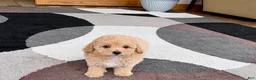 Mixed Breed dogs for sale: Mixed Breed 2 - Ad 10