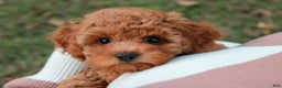 Cavapoo dogs for sale: Junipuff - Ad 5