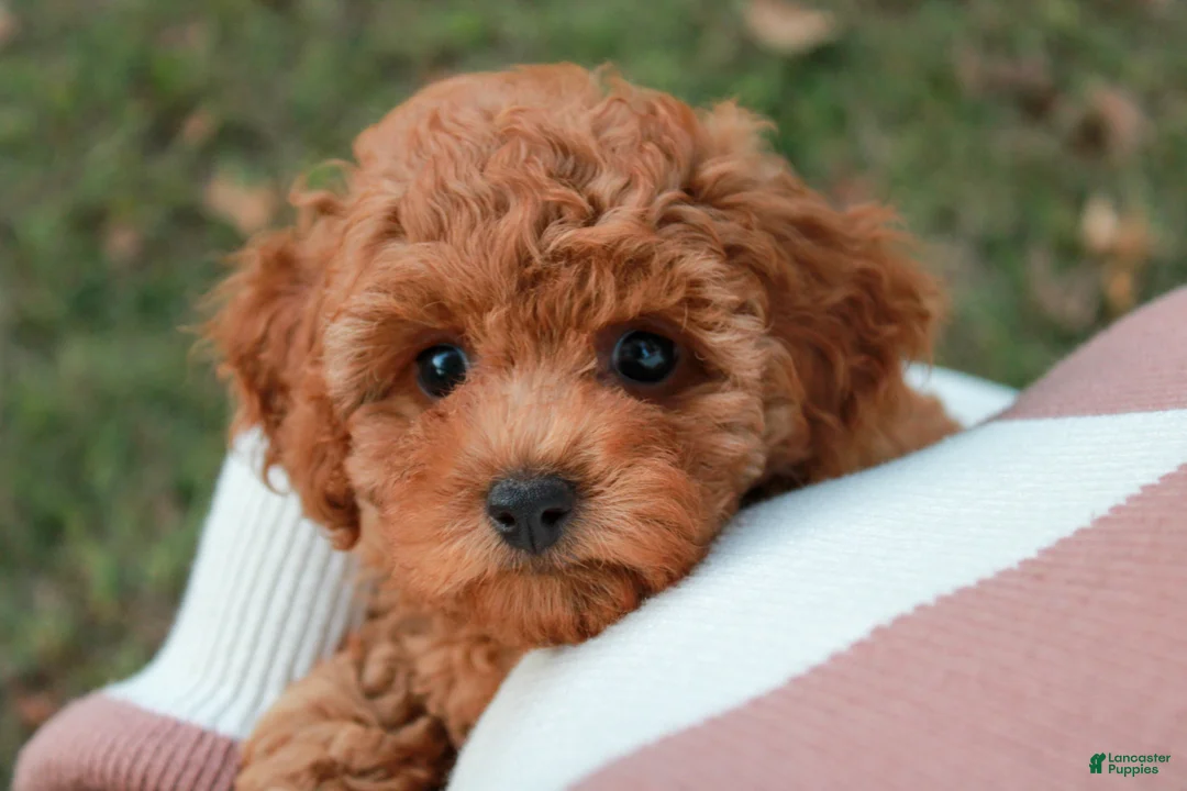 Cavapoo dogs for sale: Junipuff - Ad 4