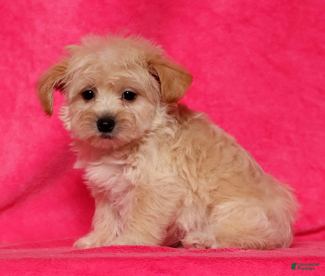 Yochon dogs for sale: Jasper - Ad 9