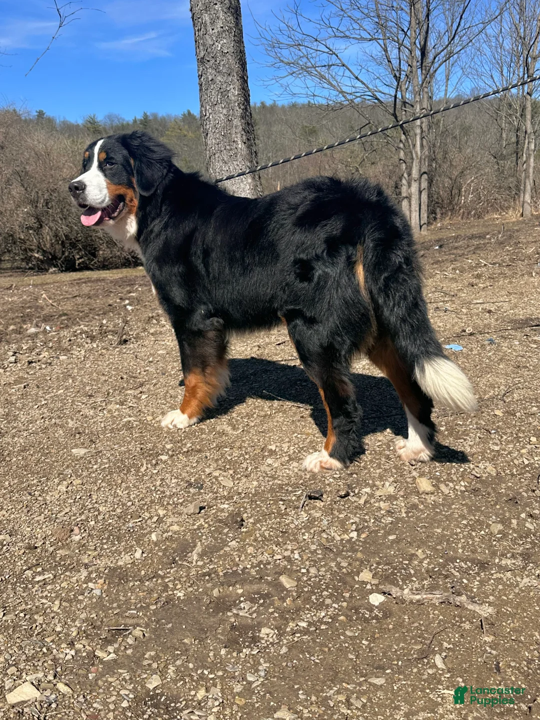 Bernese Mountain Dog dogs for sale: Berner bunch - Ad 2