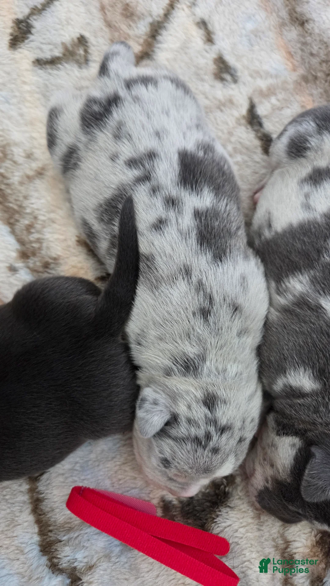 American Bulldog dogs for sale: Blue Merle Female (Red) - Ad 1