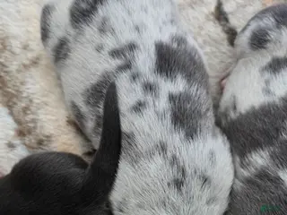 American Bulldog dogs Blue Merle Female (Red) - Ad 5