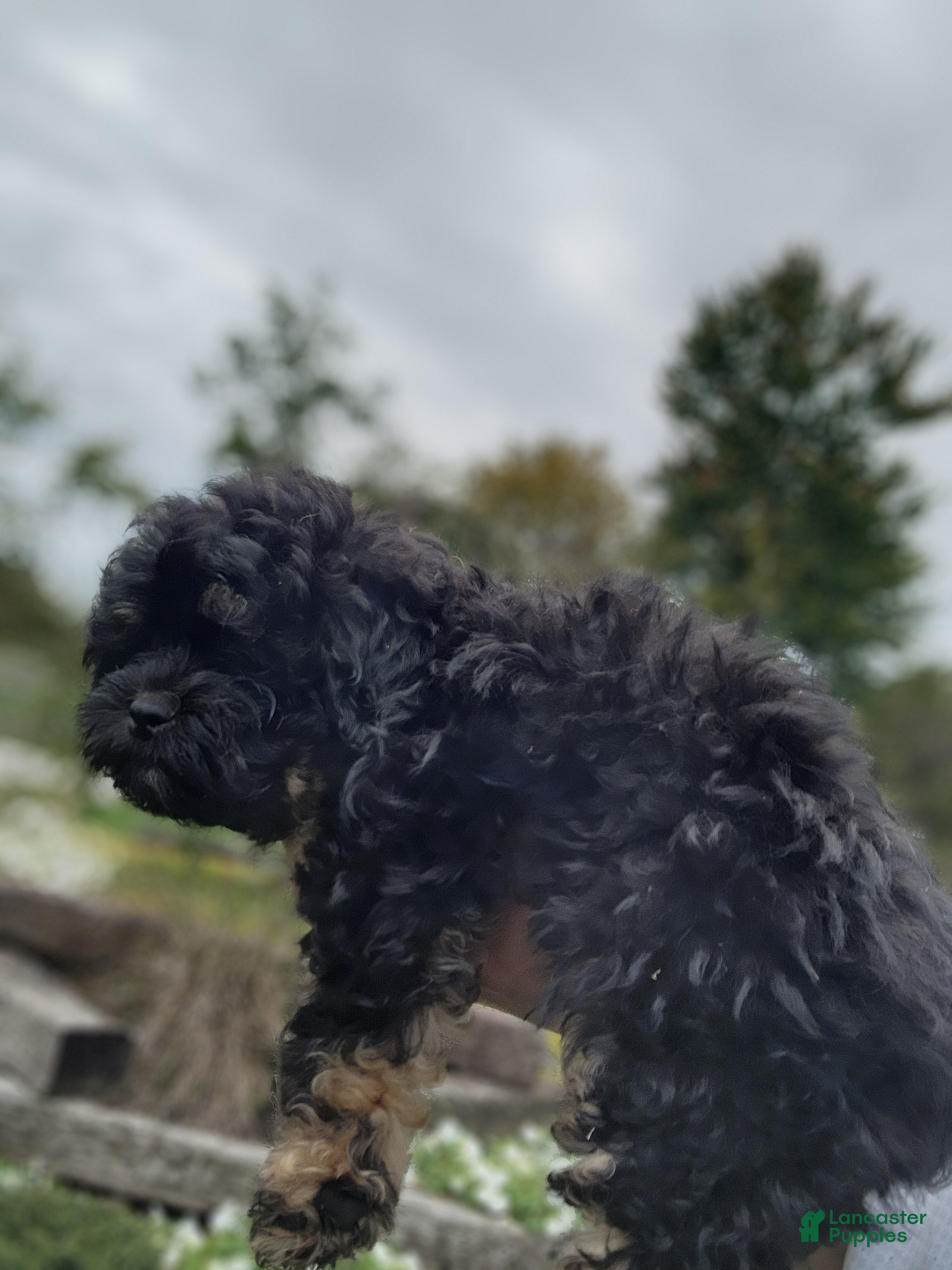 Shihpoo dogs Bryce - Ad 2