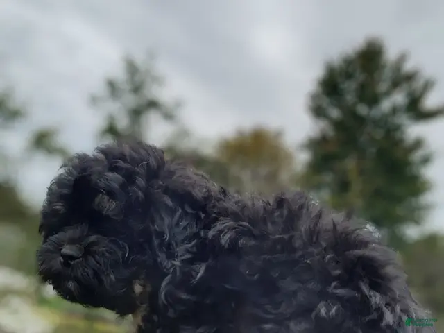 Shihpoo dogs Bryce - Ad 2