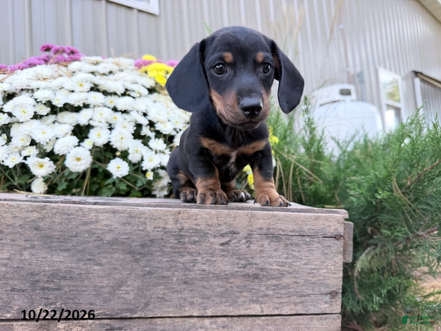 Miniature Dachshund dogs for sale: Dusty - Ad 1