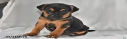 Mixed Breed dogs for sale: Ace - Ad 4