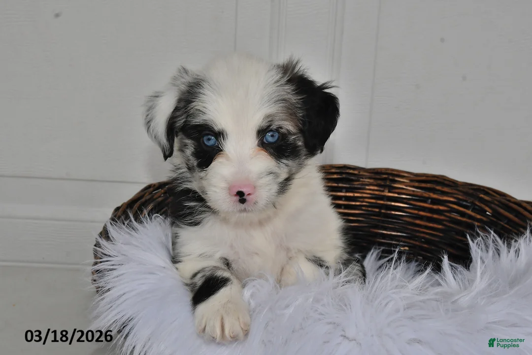 Aussiedoodle dogs for sale: Lily - Ad 1