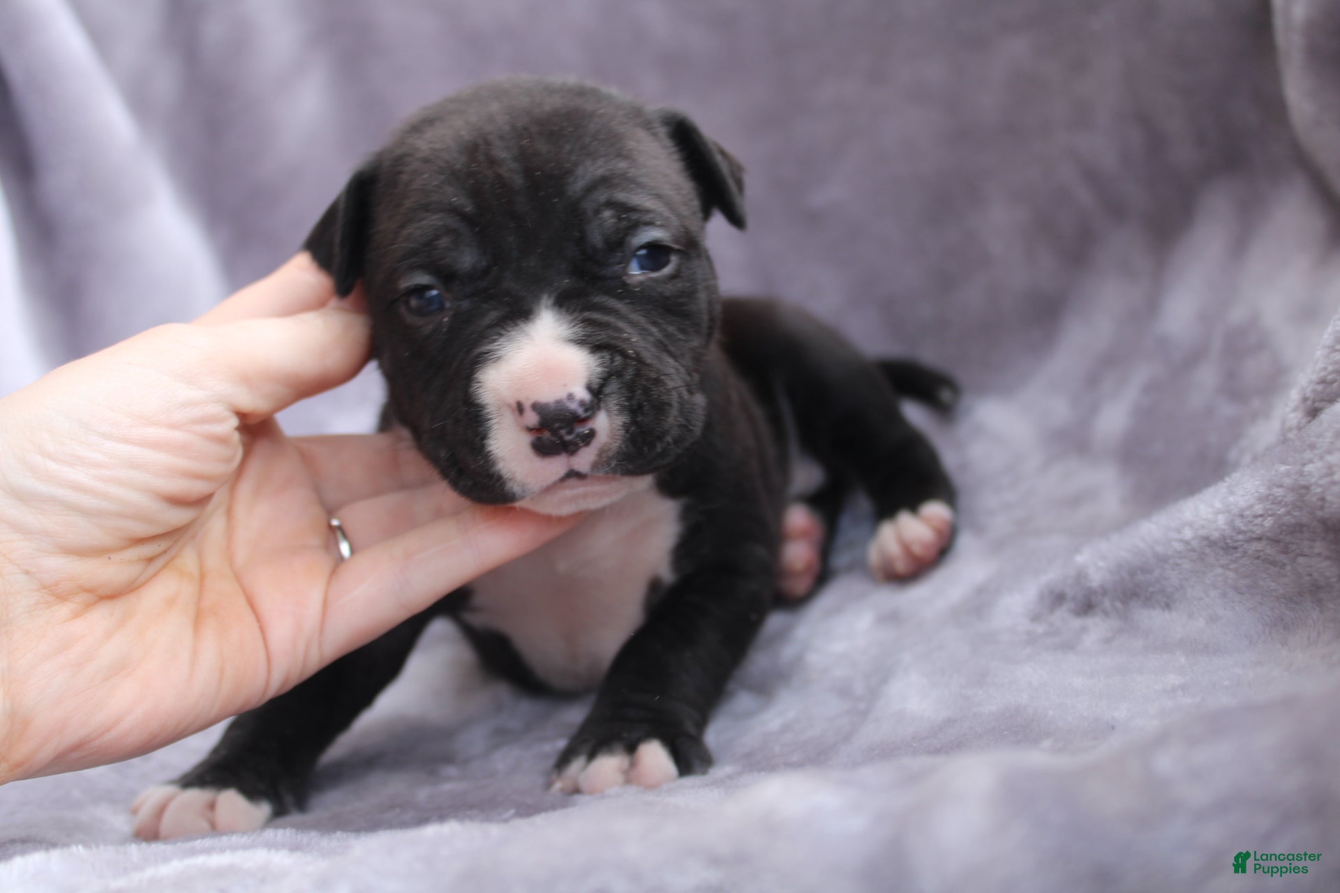 American Bully dogs Madusa  - Ad 1