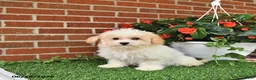 Maltipoo dogs for sale: Suni - Ad 4