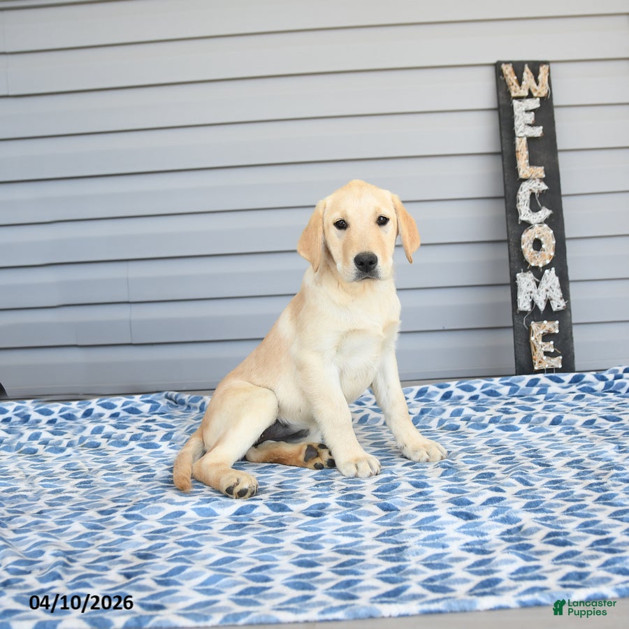 Goldador dogs Kiwi - Ad 1