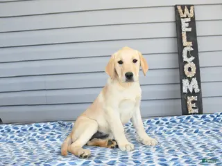 Goldador dogs for sale: Kiwi - Ad 2