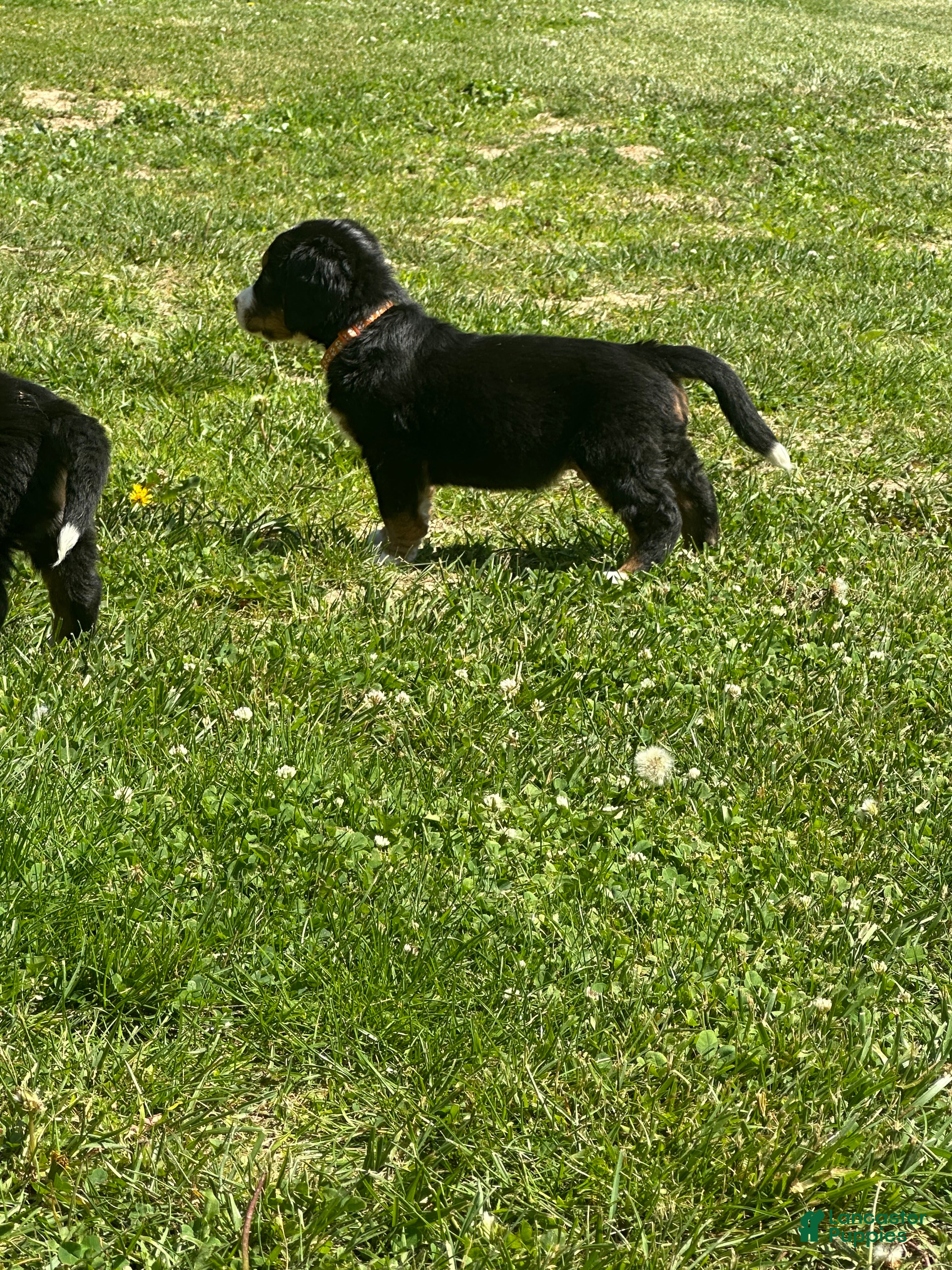 Bernese Mountain Dog dogs Berner bunch - Ad 2