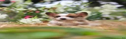 Welsh Corgi Pembroke dogs for sale: Myla - Ad 15