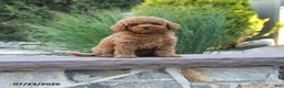 Toy Poodle dogs for sale: Gio - Ad 5