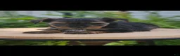 Yorkshire Terrier dogs for sale: Yorkshire Terrier 2 - Ad 3