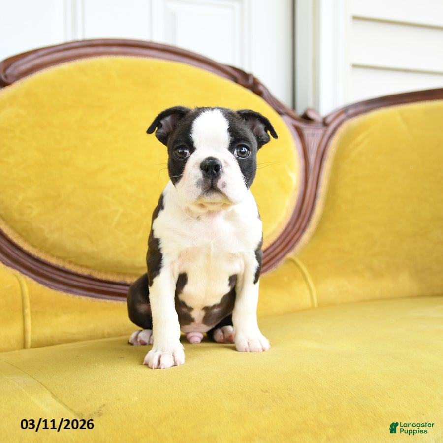 Boston Terrier dogs Romeo - Ad 2