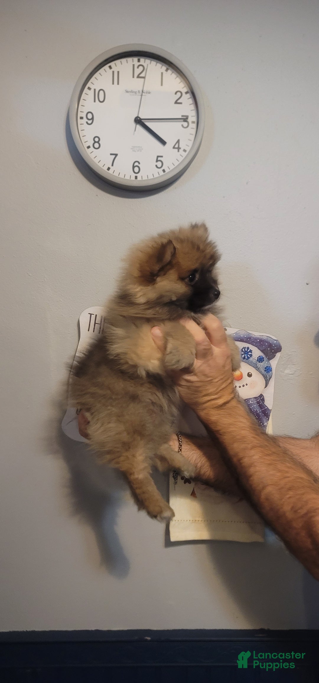 Pomeranian dogs for sale: Paul - Ad 3