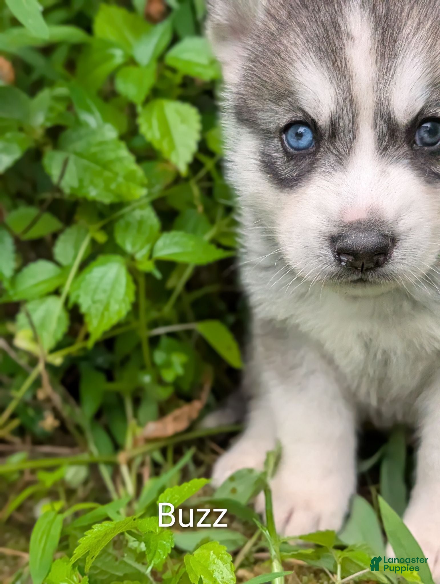 Siberian Husky dogs Buzz - Ad 1